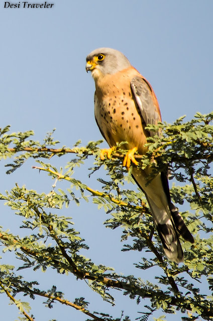 A Rare Falcon-Lesser Kestrel in Tal Chapar Rajasthan migrant raptor lesser kestre Tal Chappar