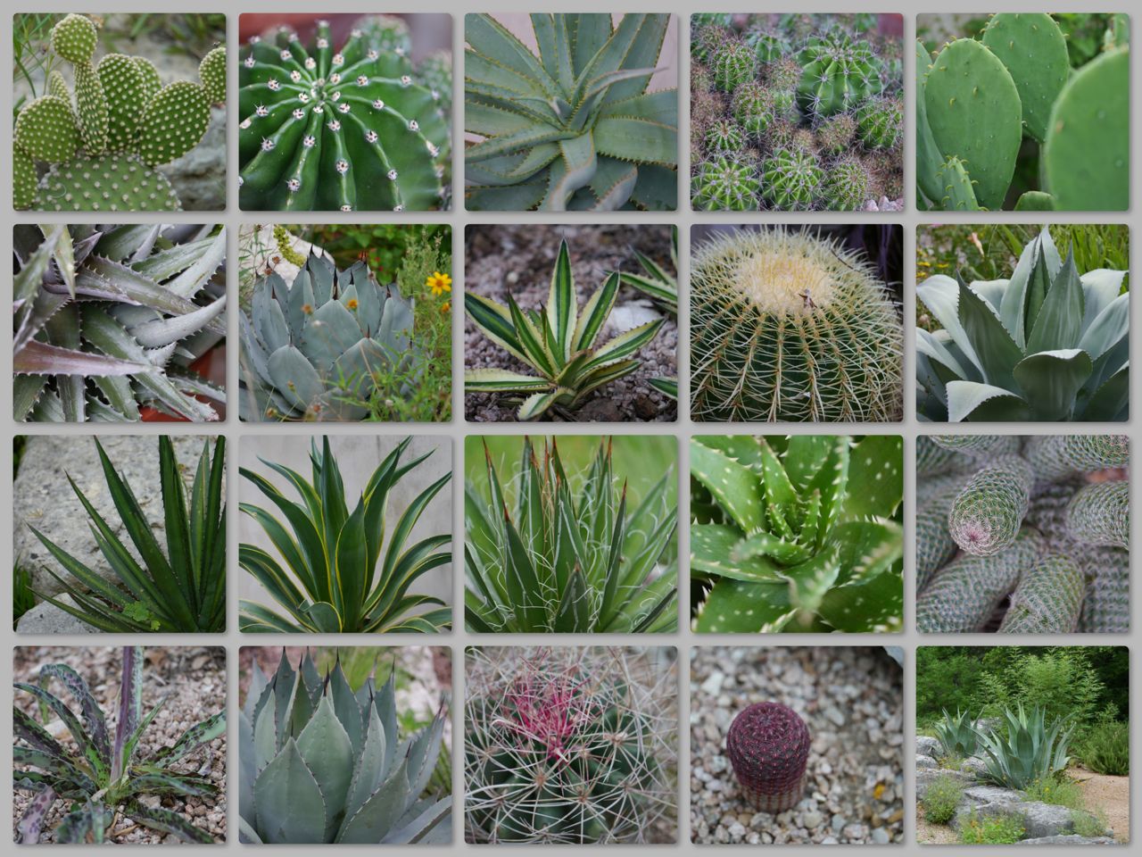 ROCK ROSE PRICKLY AND SUCCULENT TREASURES I HAVE LEARNED TO LOVE