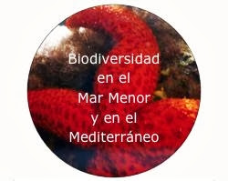 MarMenorMarMayor