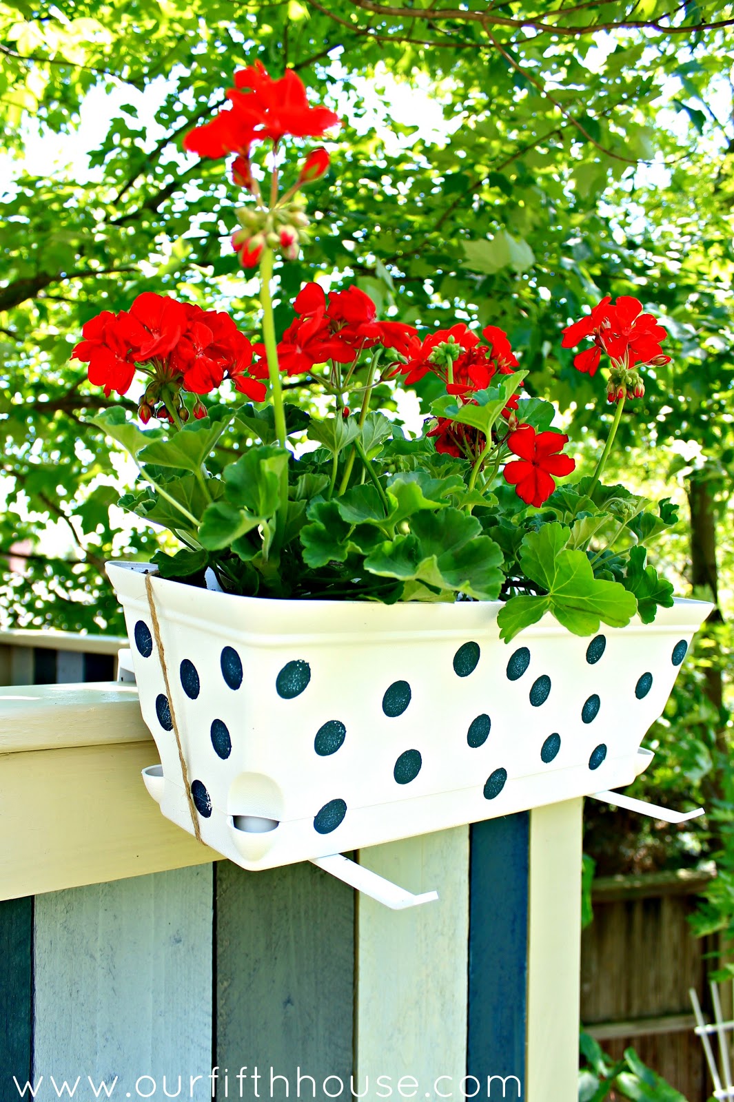 Polka Dot Window Boxes & A Planting Tip Our Fifth House