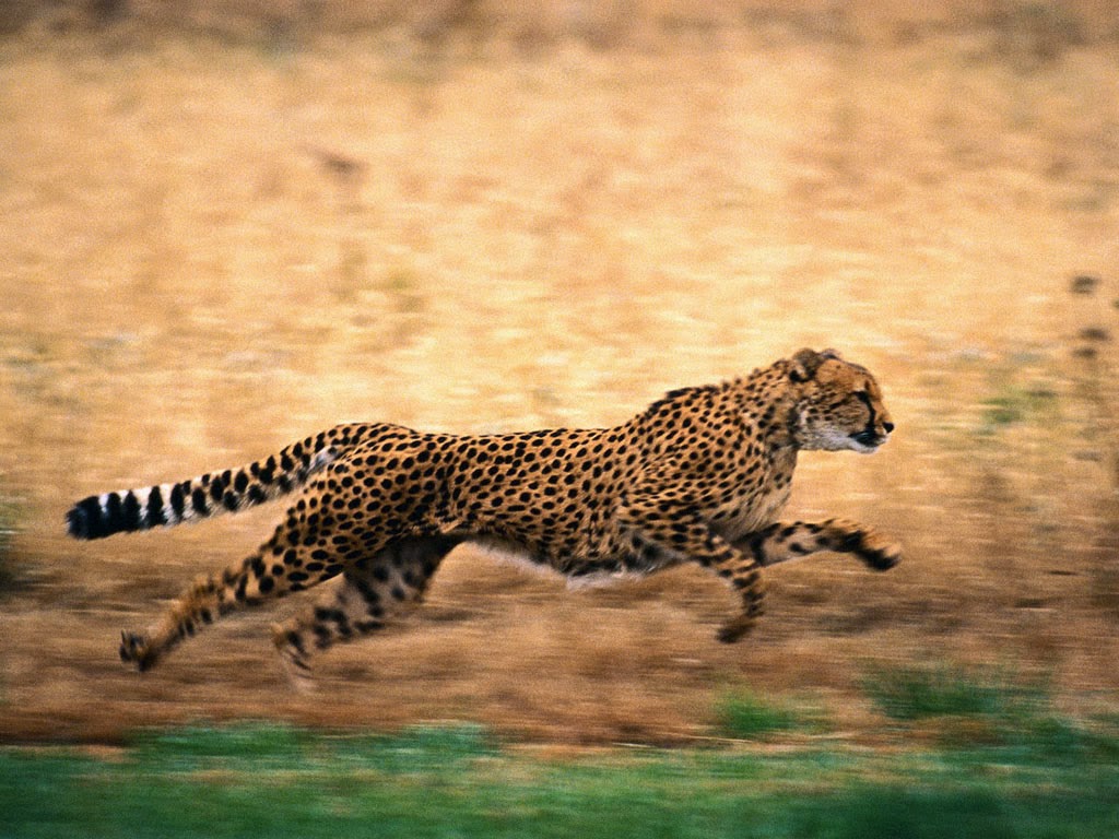 5 Hewan Dengan lari Tercepat Di Dunia