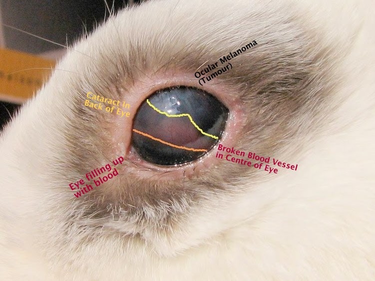 Whirled Peas Rabbit Eye Health