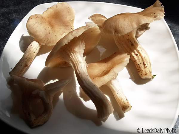 Picture of wild mushrooms in Yorkshire Wild Mushrooms