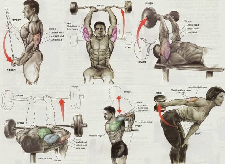 Bodybuilding Biceps Exercises Chart