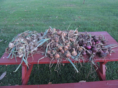White, Yellow, and Red Onions Onions