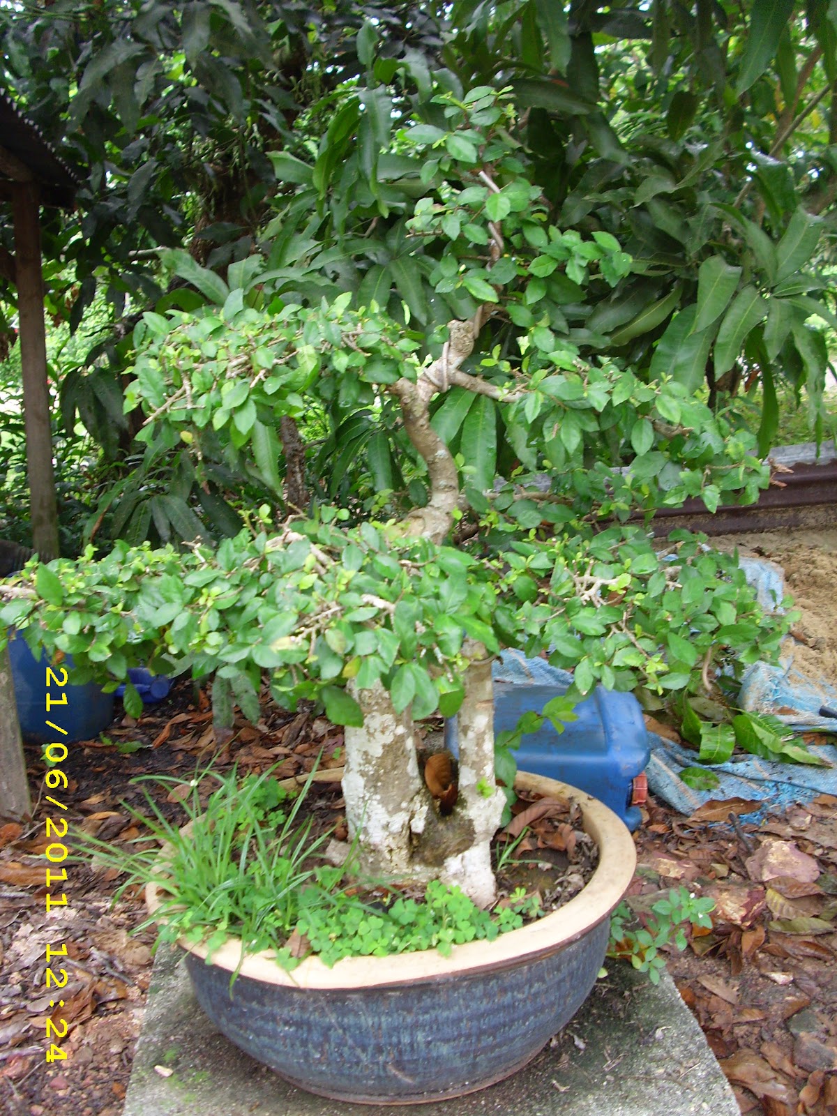 Pokok Bonsai Pokok Kesinai