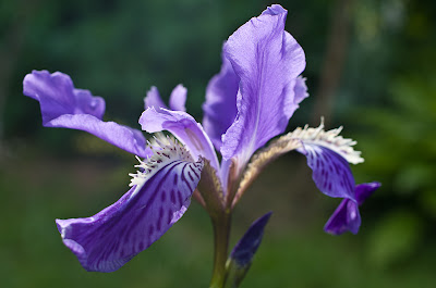 Iris chamaeiris et Iris tectorum Iris+tectorum-1-5
