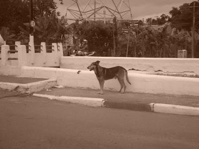 Foto de um cachorro vira-la e de rua na cidade de Santos em SP