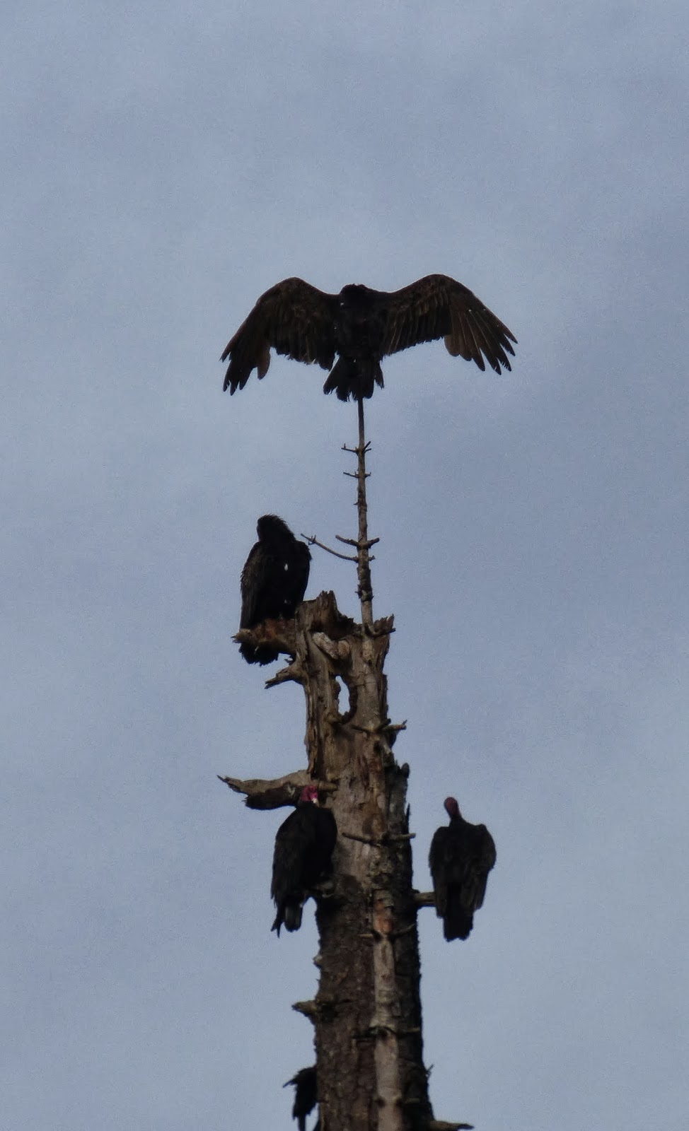 Birds Turkey Vultures