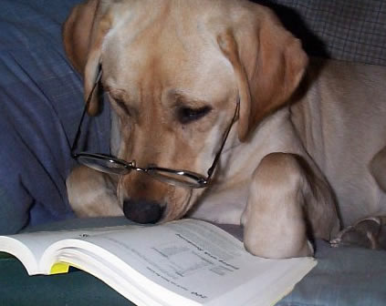 Perro leyendo