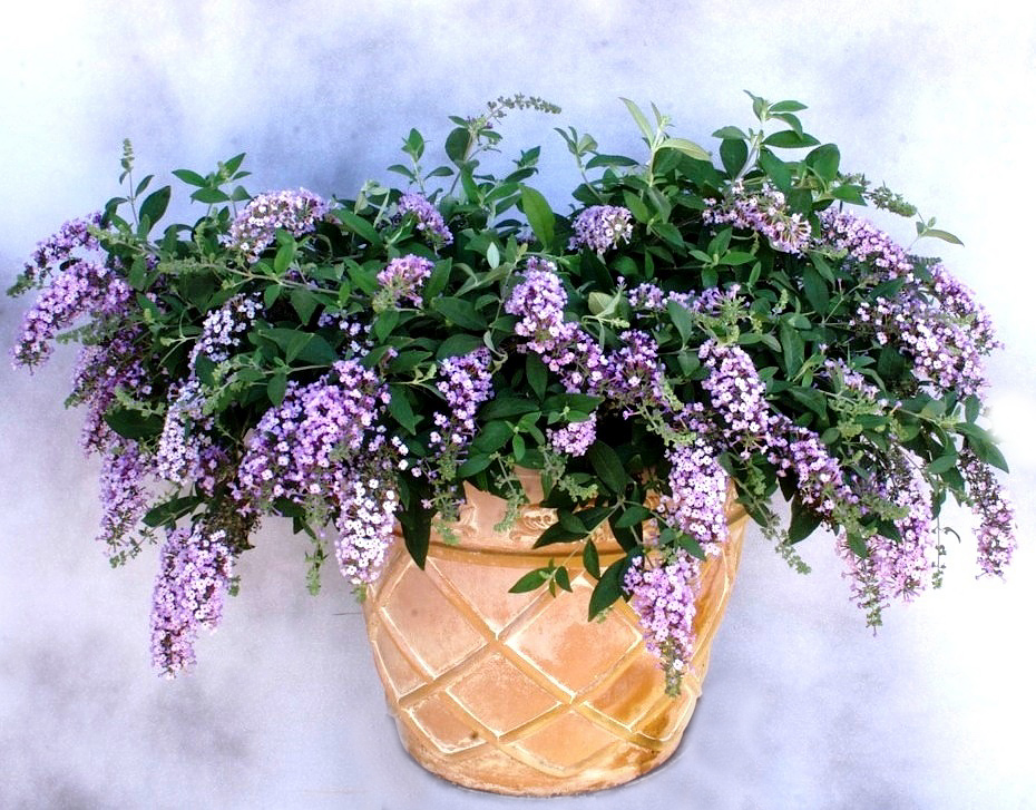 Future Plants By Randy Stewart Butterfly Bush