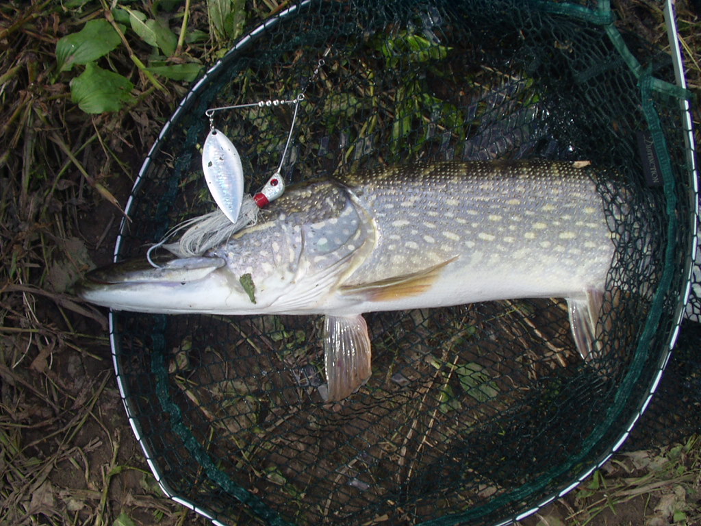 pike spinnerbaits