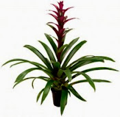 Bromelia