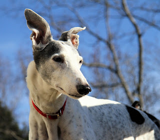 Dana- Our first greyhound 2001-2015