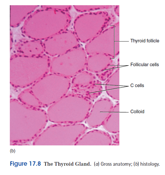 CLASS BLOG: BIO 202 Endocrine