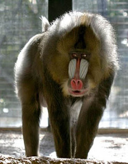 mandrill