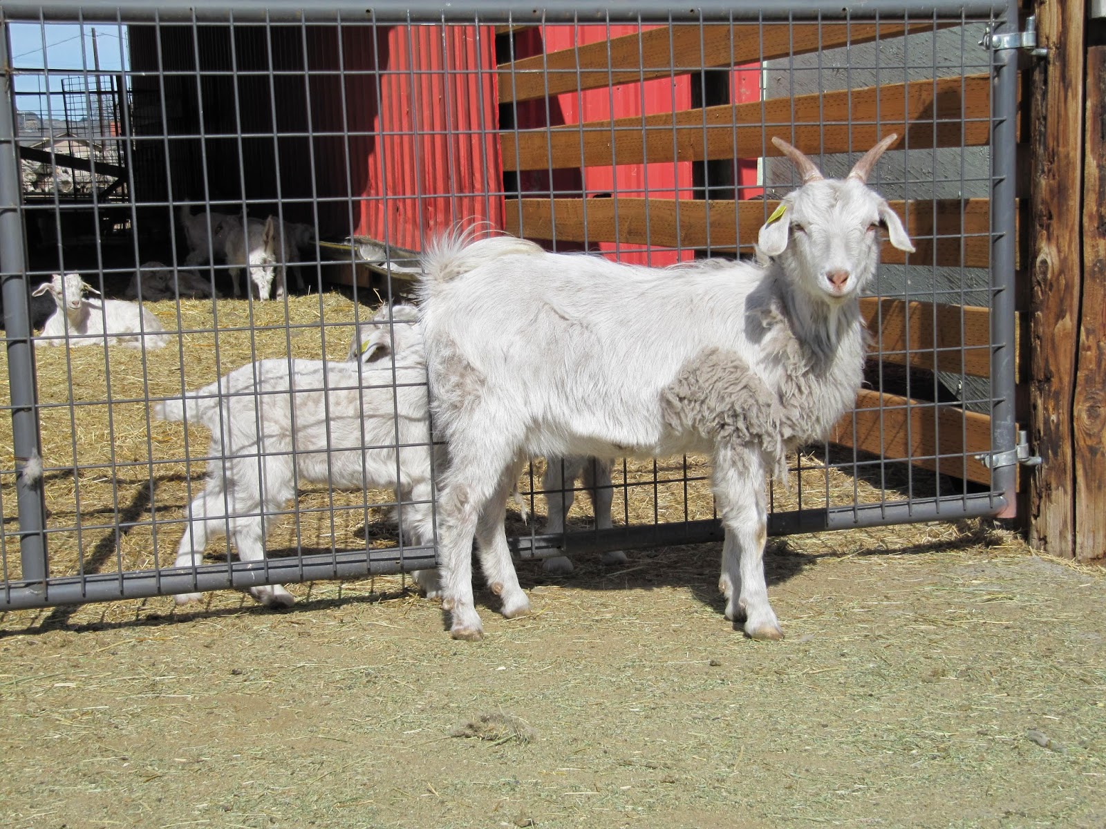 LIBERTY FARM CASHMERE GOATS CASHMERE GOATS FOR SALE