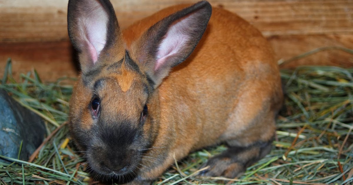 Applegarth Farm American Chinchilla and Cinnamon Rabbits