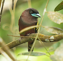 Banded Broadbill_2011