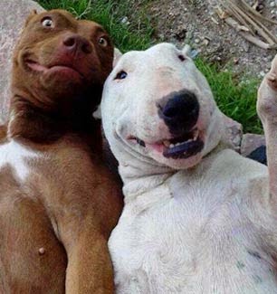 DOG SELFIE