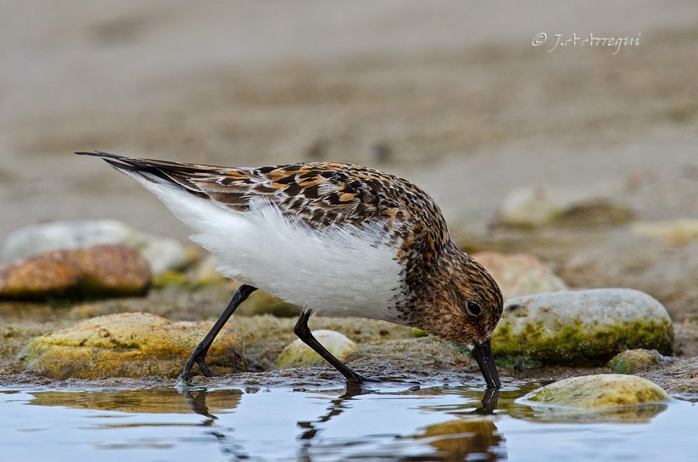 Correlimos tridactilo, Calidris alba, Sanderling Correlimos tridactilo, Calidris alba, Sanderling