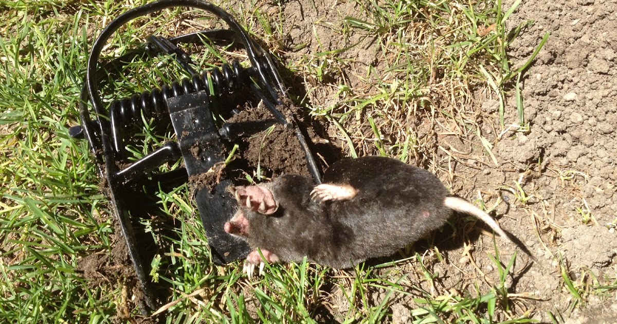 Dan's Blog Victor Out O'Sight Mole Trap Works Every Time! Here's how easy it is to use.