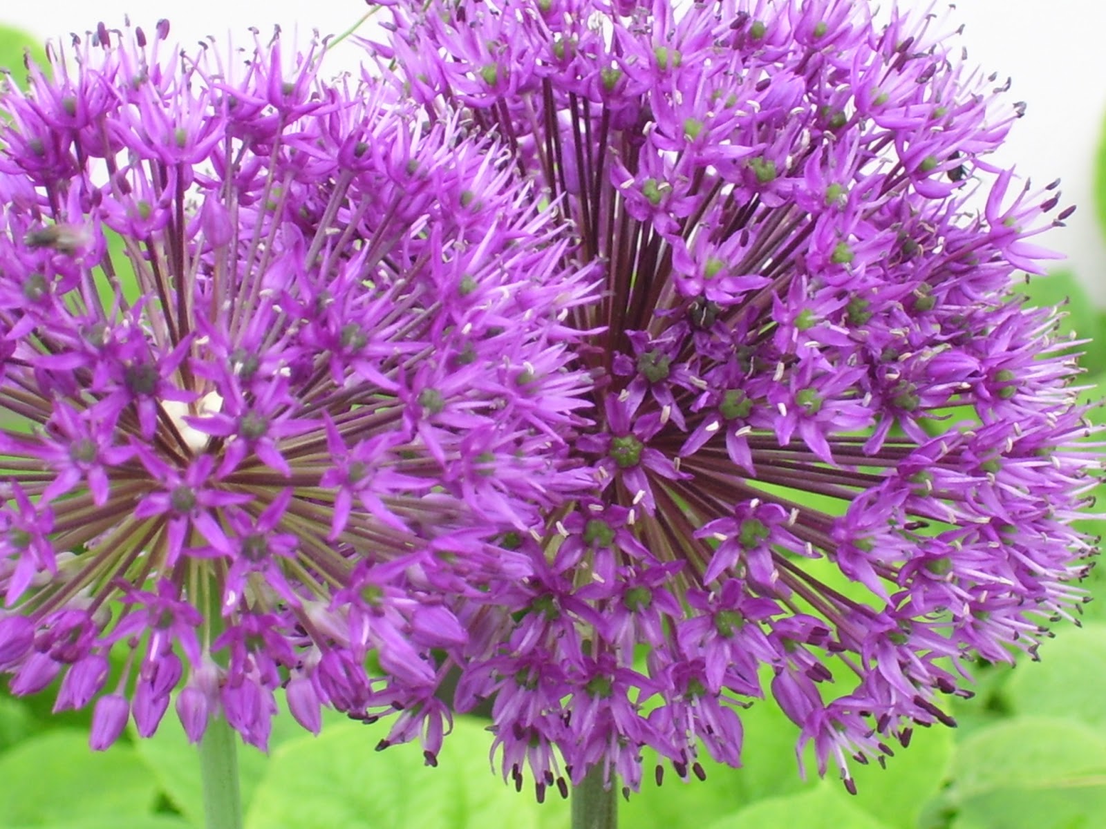 Talking to Plants Garden Status Update 39 Days and Counting