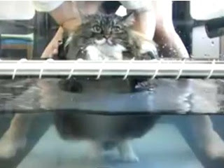 貓咪腰圍破30吋 水中漫步減肥