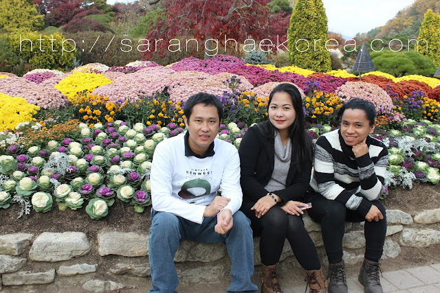 Chrysanthemums and fall foliage festival at the garden of the morning calm Chrysanthemums and fall foliage festival at the garden of the morning calm