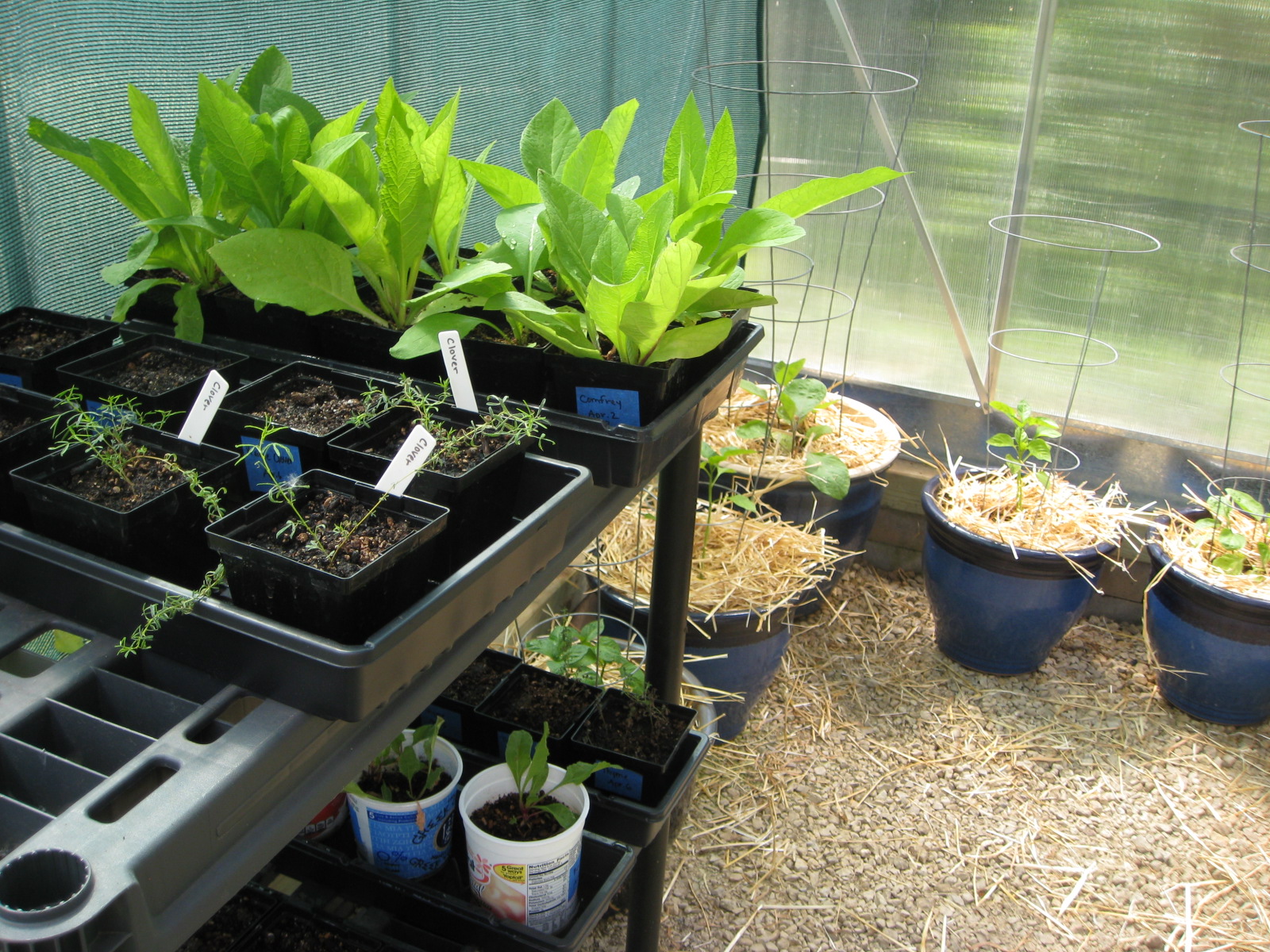 Red Bucket Farm Greenhouse Transition
