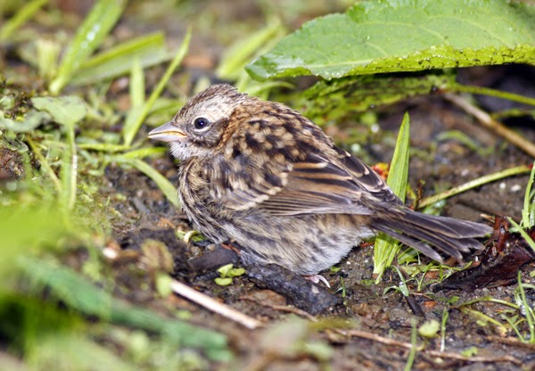 RUFOUS-COLLARED SPARROW