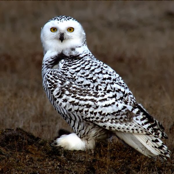 Immature snowy owl