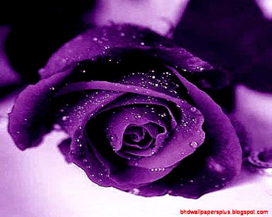 Purple Rose Wallpapers