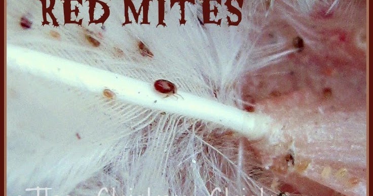 kill-flies-chicken-coop-1.jpg kill-flies-chicken-coop-1.jpg