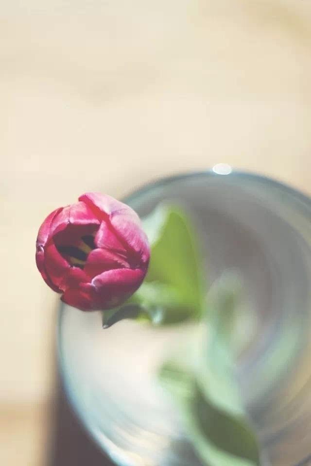   Red Rose In Bottle   Android Best Wallpaper