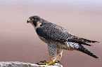 Shaheen - Peregrine Falcon