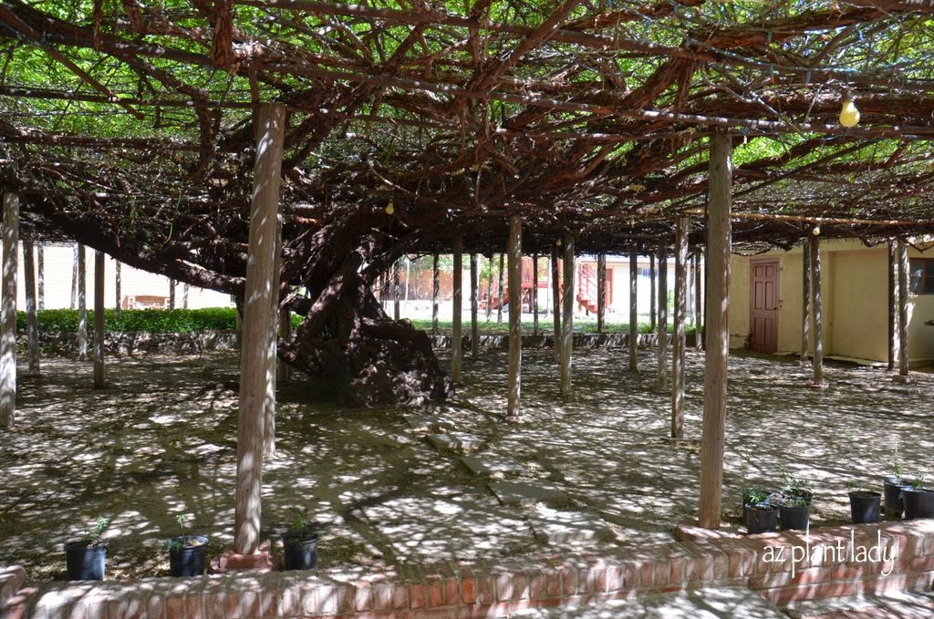 An Up Close View of the World's Largest Rosebush Ramblings from a