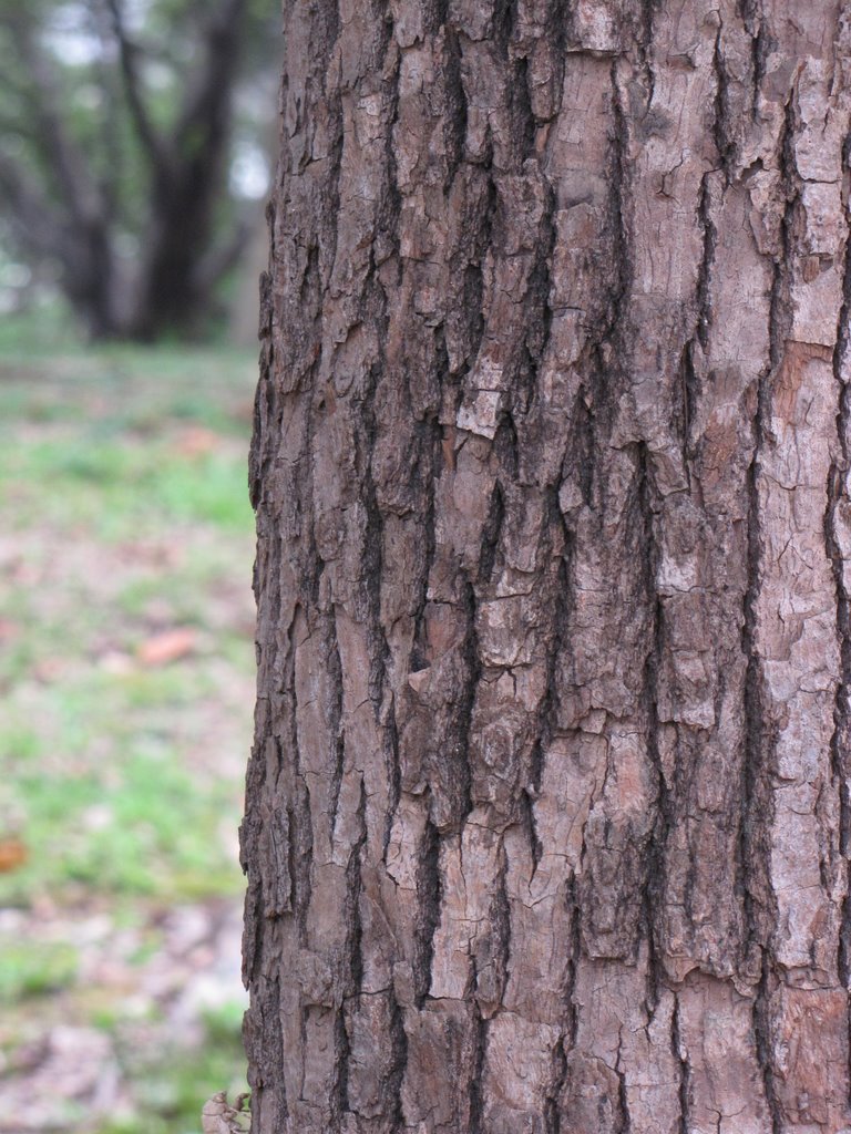 Selasian wood Cinnamomum parthenoxylon