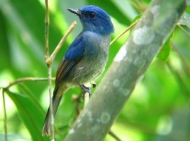 Burung Sitrun Arena Burung