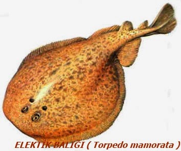 balik turleri resimli aciklama 76 balik elektirik baligi