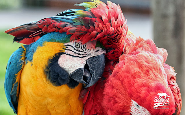 Wallpaper Best Friends Macaws