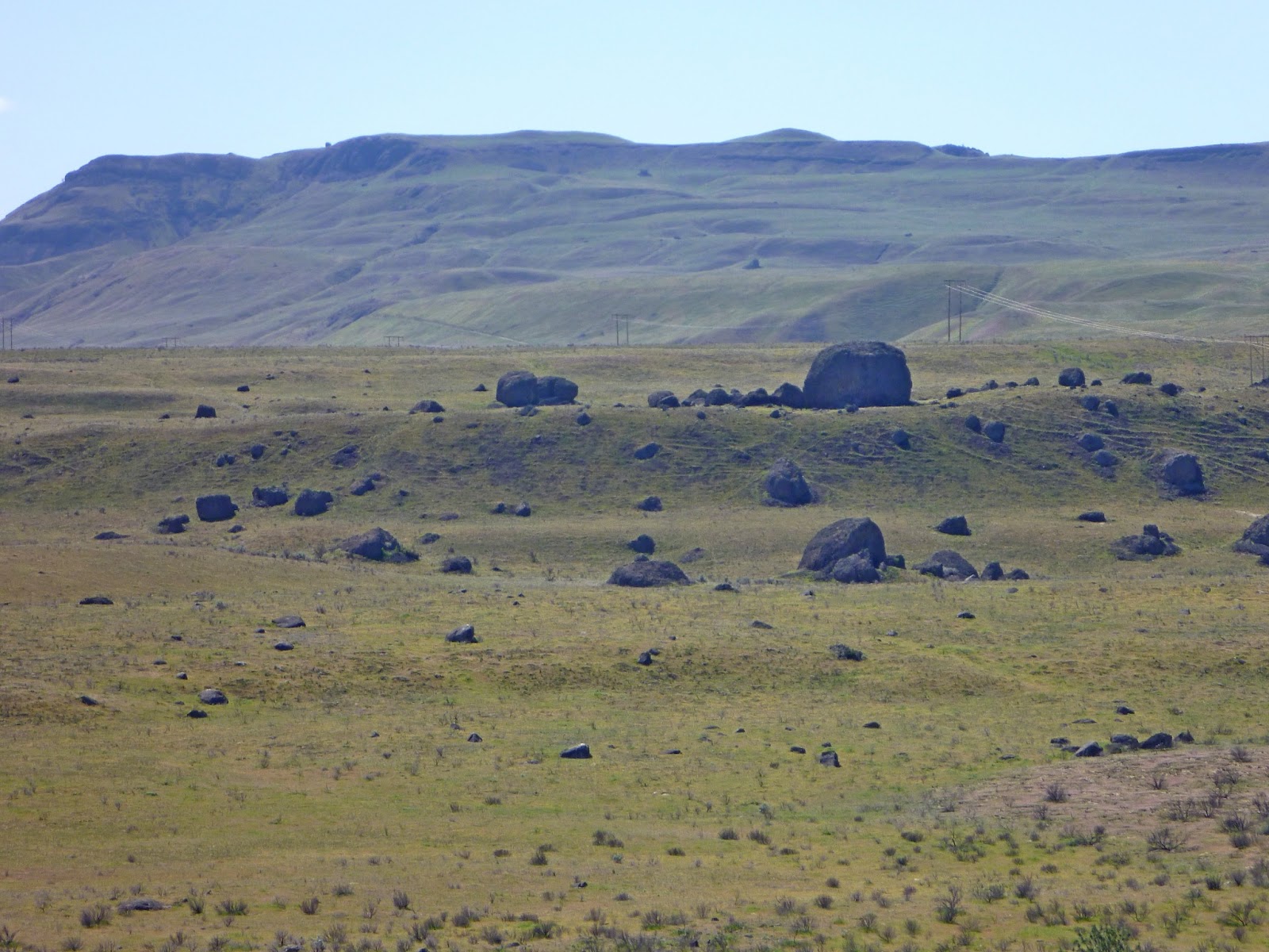 Buzz S Marine Life Of Puget Sound May 9 2013
