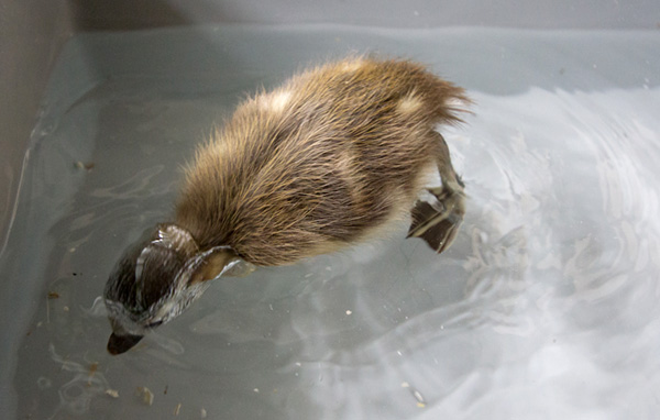 Cute baby mandarin duck swimming, cute baby duck, baby duck pictures