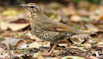 Burung Anis Siberia Jantan Jenis Gambar Burung