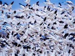 Snow geese on the wing
