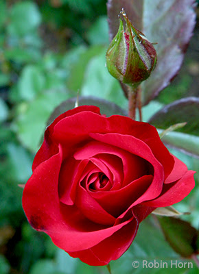 Red Rose and Bud