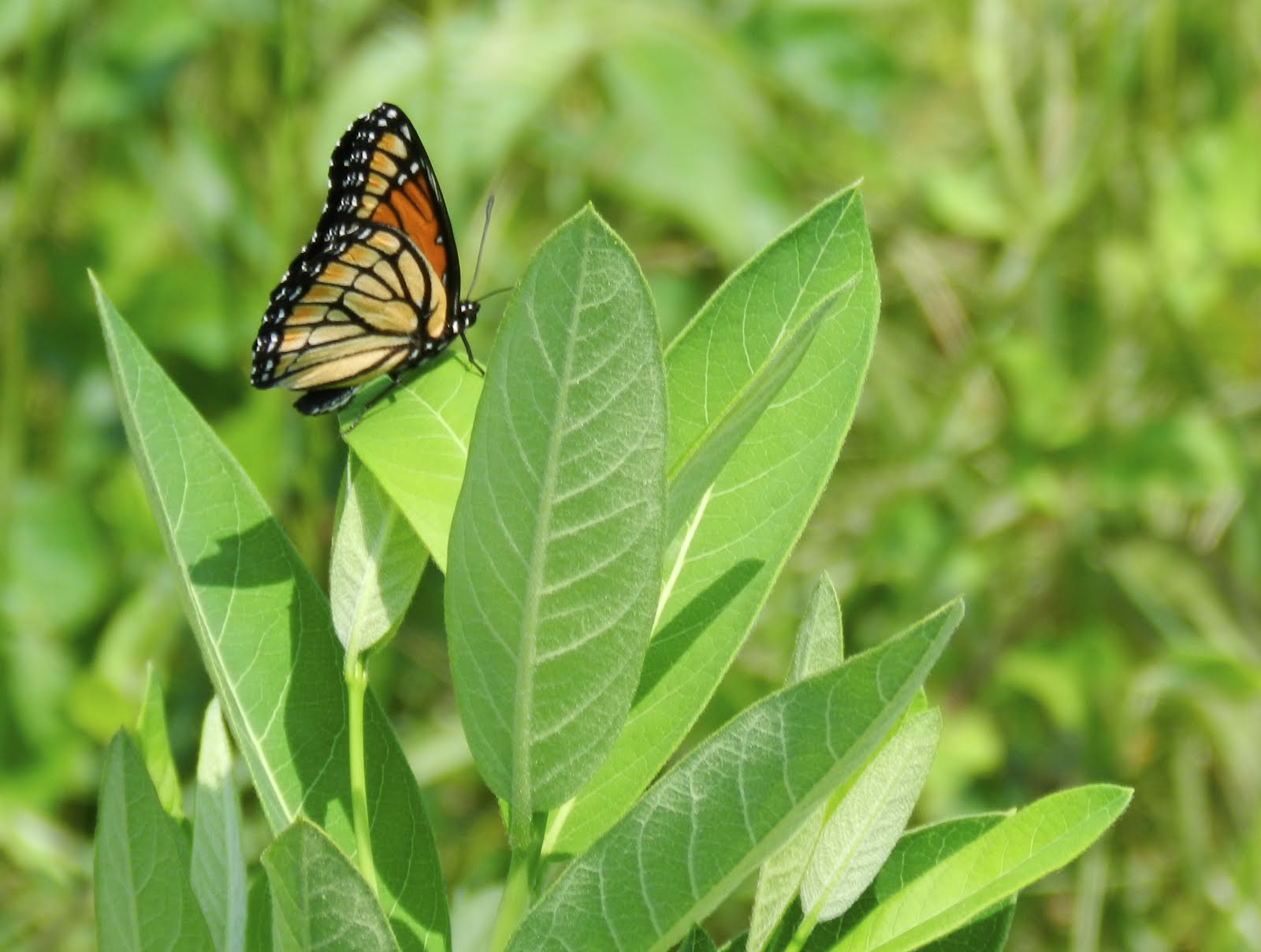 aubunique Viceroy butterflies must lay their eggs on willow trees