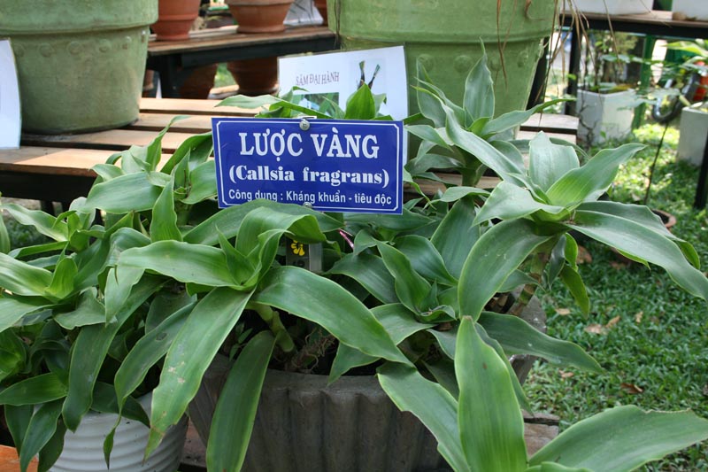 Hinh+Anh+Cay+Luoc+Vang Cây Lược Vàng có phải là "golden comb" không, hình thù ...