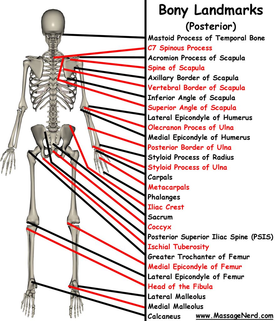 Figure Structure : Skeleton