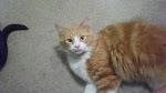 5/3/11 Orange and White Male Kitty Very Urgent